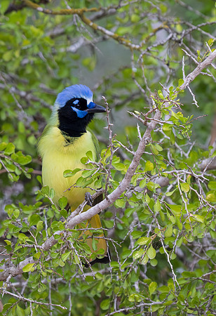 RGV wildlife _MAK5292