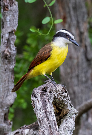 RGV wildlife _MAK5378
