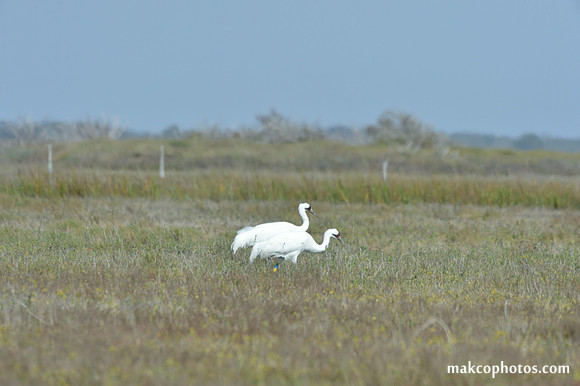 Aransas-MAK_3530