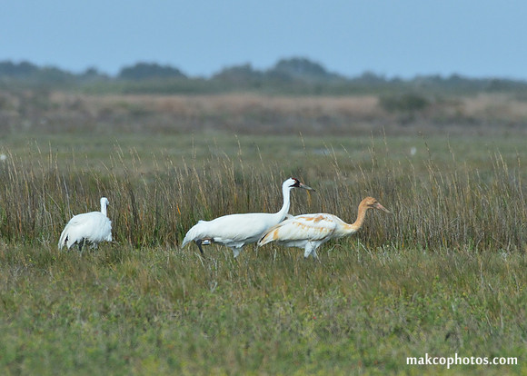 Aransas-MAK_3412c