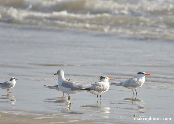 Aransas-MAK_4215