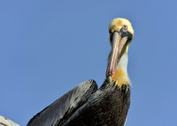Aransas-MAK_3098c