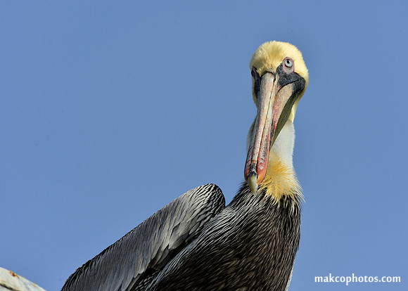 Aransas-MAK_3098c