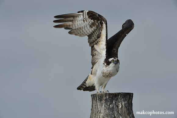 Aransas-MAK_4196