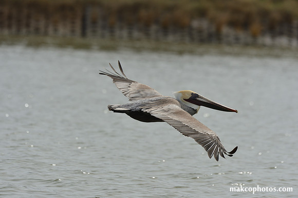 Aransas-MAK_3970