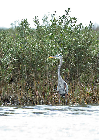 Aransas-MAK_3613c