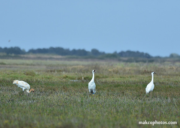 Aransas-MAK_3599c