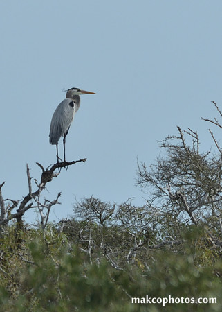 Aransas-MAK_4073