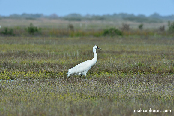 Aransas-MAK_3262c