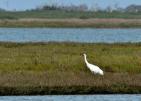 Aransas-MAK_3219c