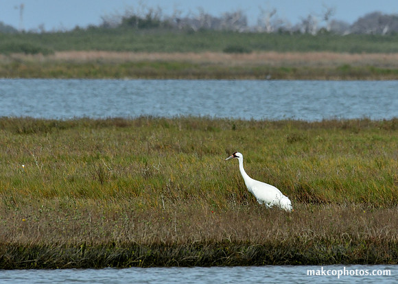 Aransas-MAK_3219c
