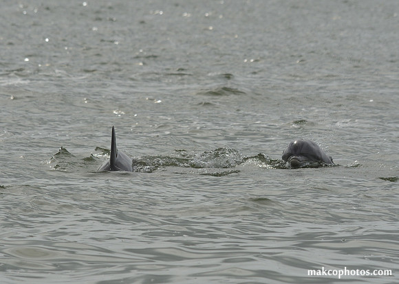 Aransas-MAK_3843