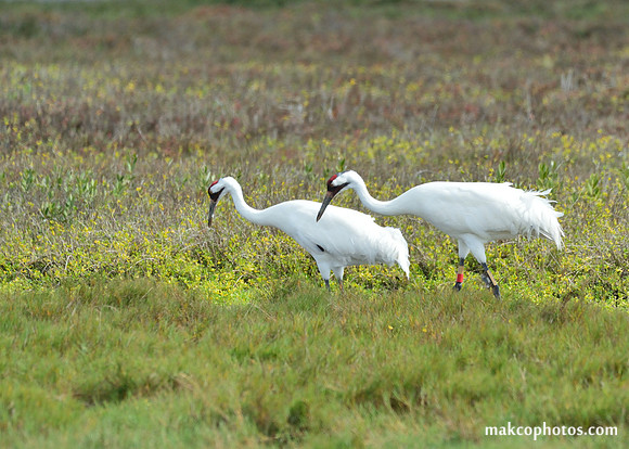 Aransas-MAK_4086c