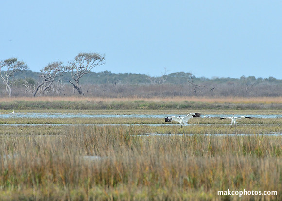Aransas-MAK_3357c