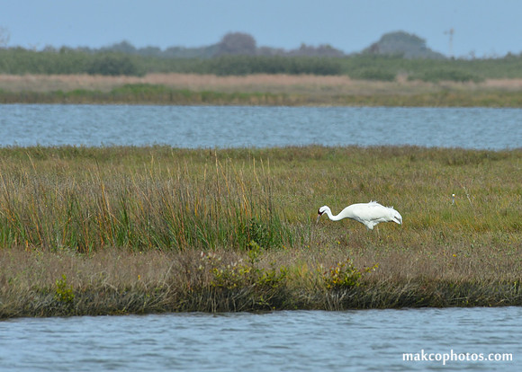 Aransas-MAK_3228c