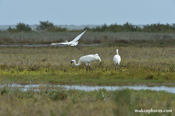 Aransas-MAK_4122