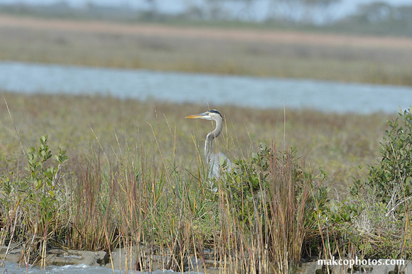 Aransas-MAK_3232