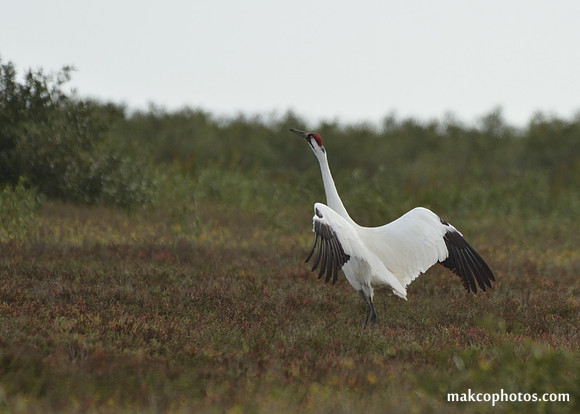 Aransas-MAK_3724c
