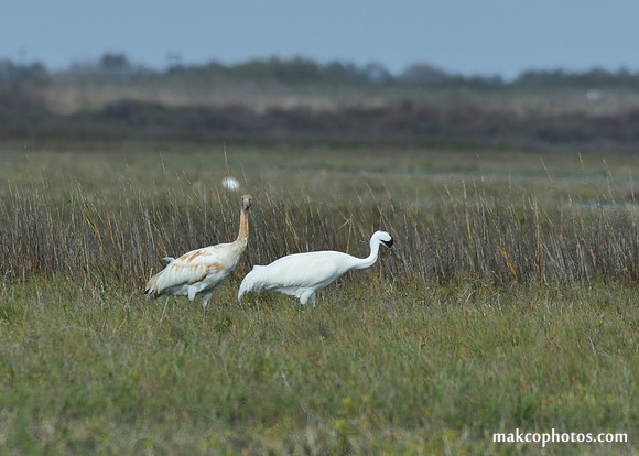 Aransas-MAK_3441c