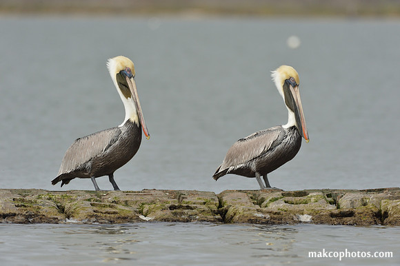 Aransas-MAK_3905