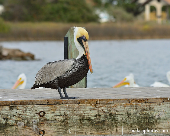 Aransas-MAK_4206c