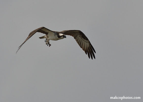 Aransas-MAK_4016