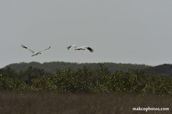 Aransas-MAK_3823