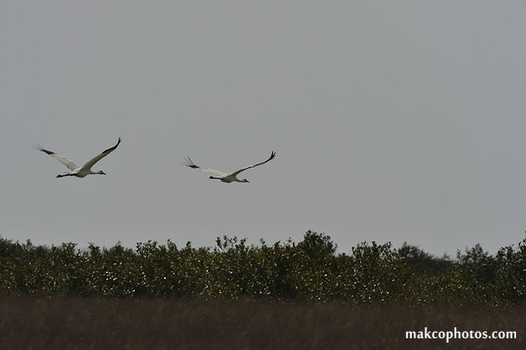 Aransas-MAK_3816