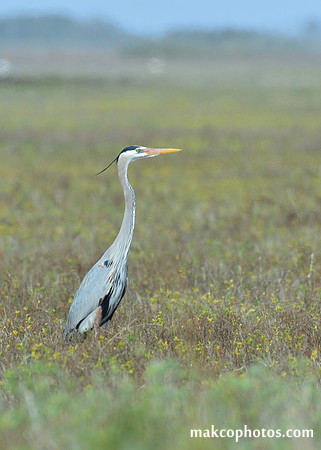 Aransas-MAK_4070
