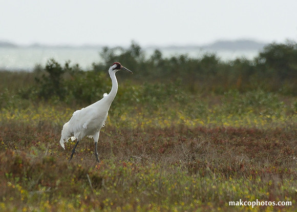 Aransas-MAK_3716c
