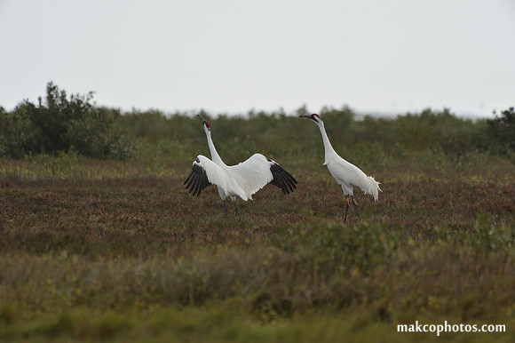 Aransas-MAK_3757