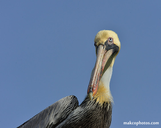 Aransas-MAK_3099c