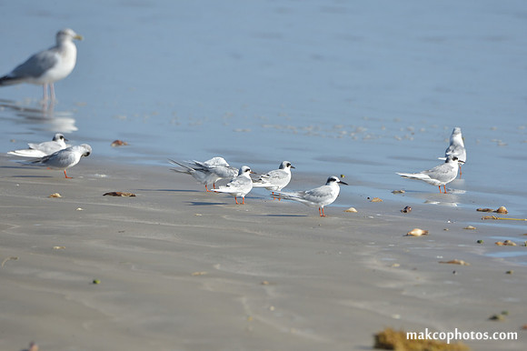 Aransas-MAK_4263