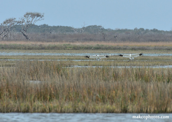 Aransas-MAK_3356c