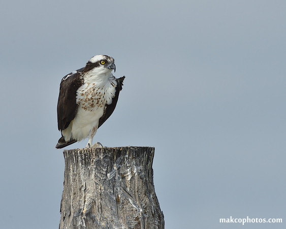 Aransas-MAK_4193c