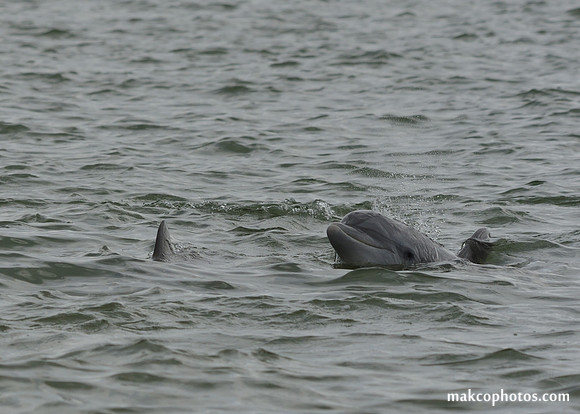 Aransas-MAK_3858