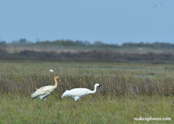 Aransas-MAK_3443c