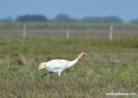 Aransas-MAK_3513c