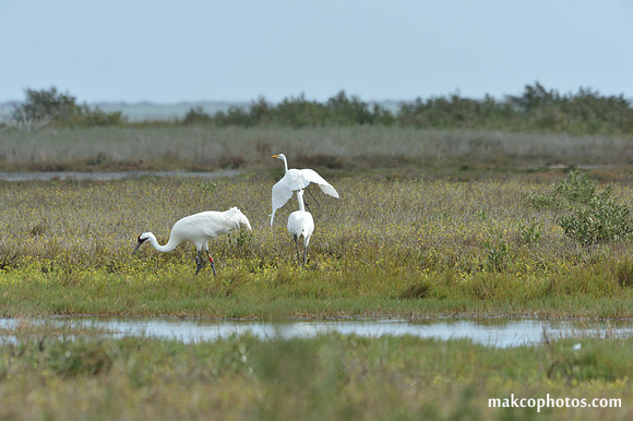Aransas-MAK_4119