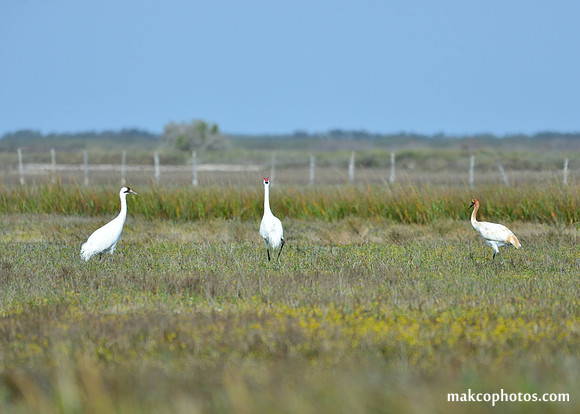 Aransas-MAK_3562c