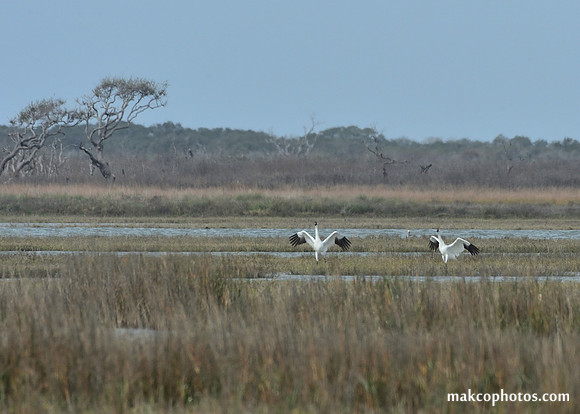 Aransas-MAK_3362c