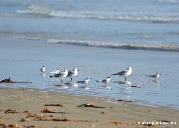 Aransas-MAK_4222