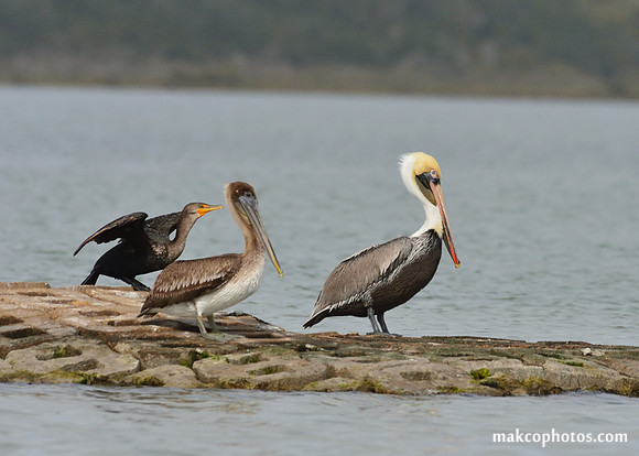 Aransas-MAK_3882