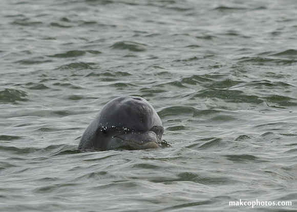 Aransas-MAK_3860