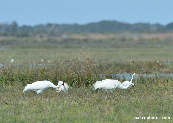 Aransas-MAK_3397c
