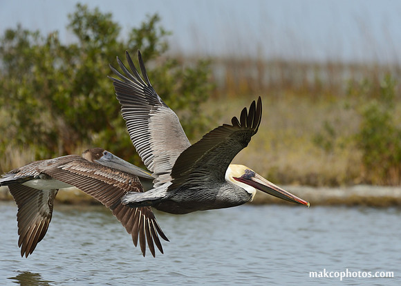 Aransas-MAK_3910c