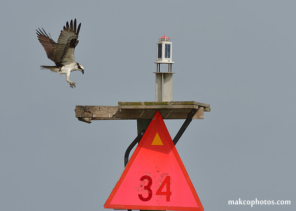 Aransas-MAK_4046c