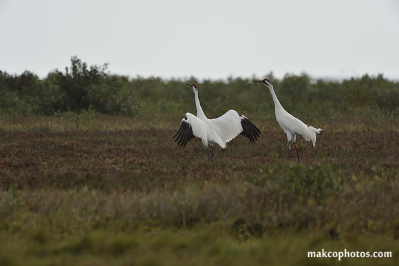 Aransas-MAK_3762