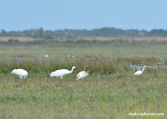 Aransas-MAK_3393c