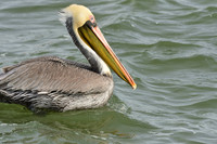 Aransas-MAK_3177c